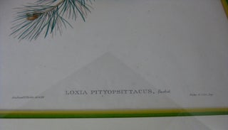 [Print] LOXIA PITYOPSITTACUS, Bechst.