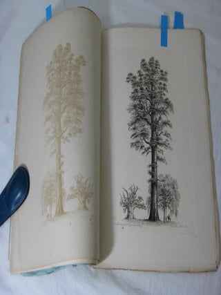 THE TREES OF AMERICA (Part No. 1)