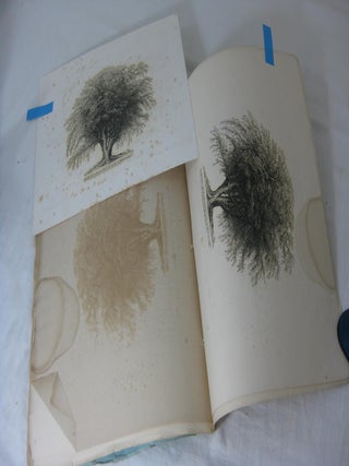 THE TREES OF AMERICA (Part No. 1)