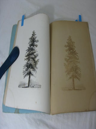 THE TREES OF AMERICA (Part No. 4)