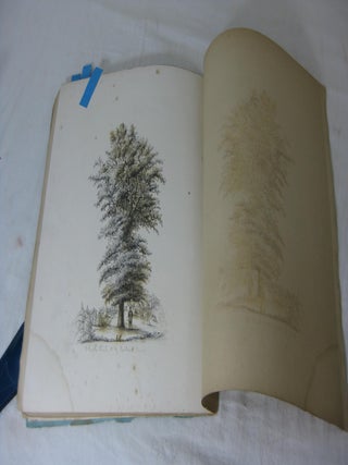 THE TREES OF AMERICA (Part No. 4)