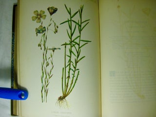 The Native Flowers and Ferns of the United States in their Botanical, Horticultural, and Popular Aspects. Four volumes