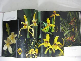 The Original Orchids