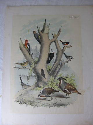 Item #24274 Studer's Popular Ornithology, The Birds Of North America, Plate LXXIX Brown-Headed,...