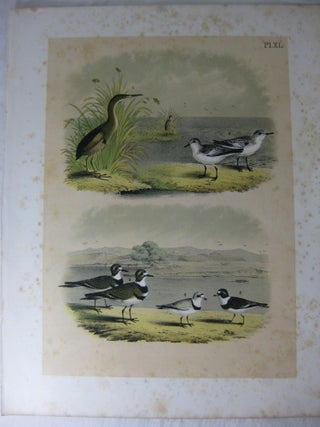 Item #24275 Studer's Popular Ornithology, The Birds Of North America, Plate XL The Least Bittern,...