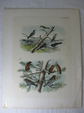 Item #24276 Studer's Popular Ornithology, The Birds Of North America, Plate XXXVIII The...