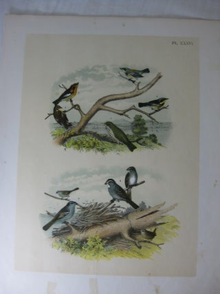 Item #24277 Studer's Popular Ornithology, The Birds Of North America, Plate XXXVI The Blue...