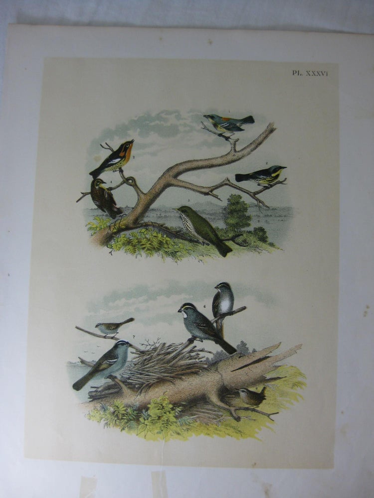 Item #24277 Studer's Popular Ornithology, The Birds Of North America, Plate XXXVI The Blue Yellow-Backed Warbler, Black And Yellow Warbler, Blackburnian Warbler, Hermit Thrush, White-Throated Sparrow, White-Crowned Sparrow, Winter Wren. Jacob H. Studer, Theodore Jasper.