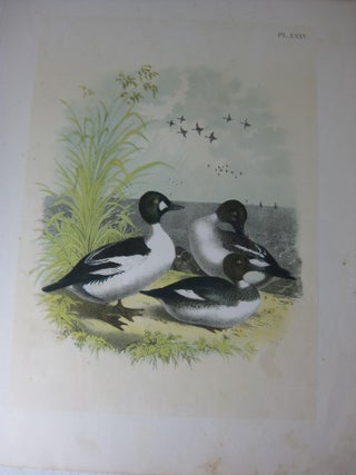 Item #24278 Studer's Popular Ornithology, The Birds Of North America, Plate XXXV The Golden-Eyed...