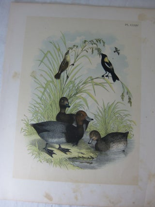 Item #24279 Studer's Popular Ornithology, The Birds Of North America, Plate XXXIV The Red-Headed...