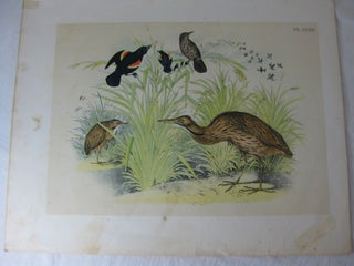 Item #24280 Studer's Popular Ornithology, The Birds Of North America, Plate XXXIII The American...