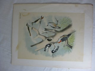 Item #24281 Studer's Popular Ornithology, The Birds Of North America, Plate XXXII The Great...