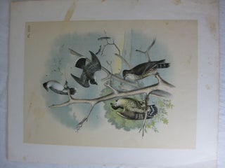 Item #24282 Studer's Popular Ornithology, The Birds Of North America, Plate XXXI The Pigeon Hawk,...