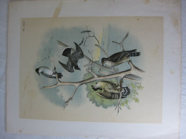 Item #24282 Studer's Popular Ornithology, The Birds Of North America, Plate XXXI The Pigeon Hawk, Kingbird Or Tyrant Flycatcher. Jacob H. Studer, Theodore Jasper.