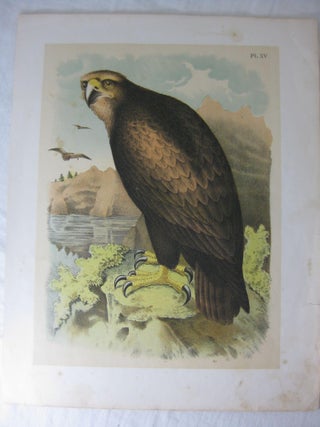 Item #24283 Plate XV. The Gray Or Sea Eagle. Studer's Popular Ornithology. The Birds Of North...