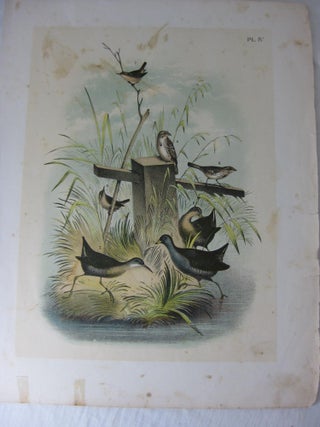 Item #24284 Studer's Popular Ornithology. The Birds Of North America. Plate IV The Rail, The...