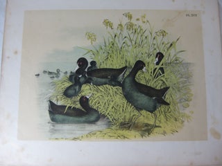 Item #24285 Studer's Popular Ornithology. The Birds Of North America. Plate XVII The Cinereous...